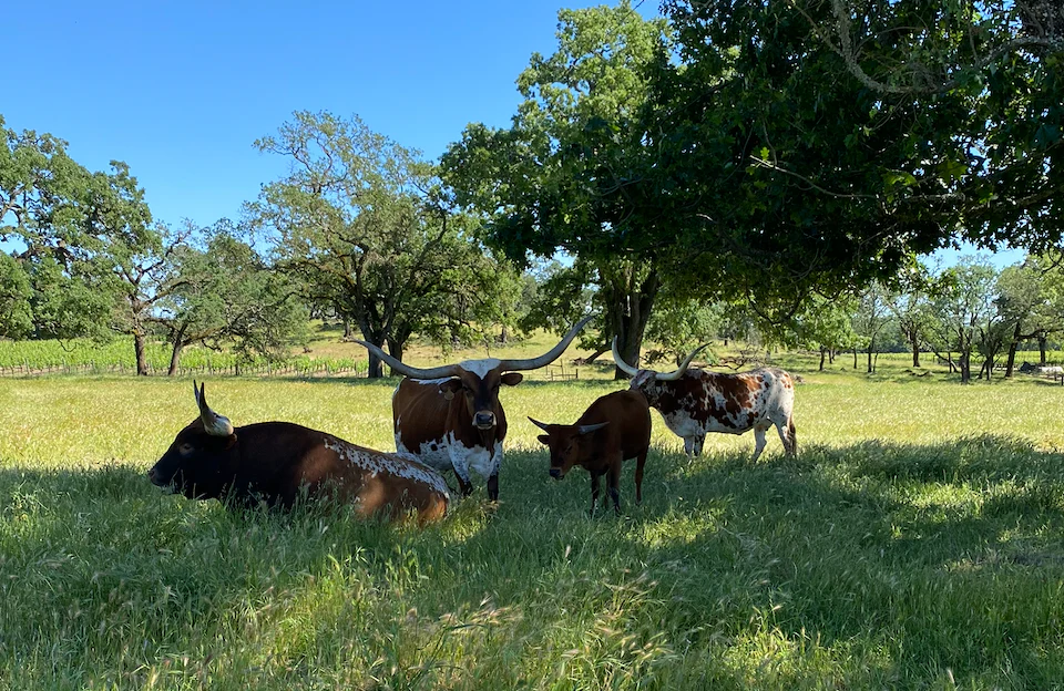 Sphaerics and Serres Ranch Wine Dinner - April 19, 2026 - Image 4